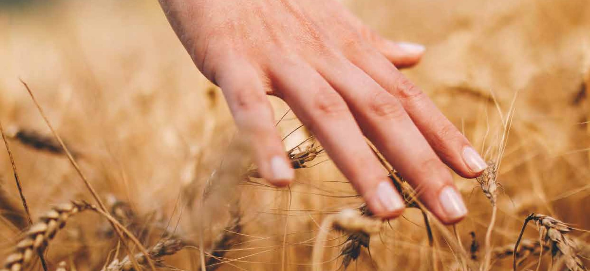 Regulatory information Biscuit International